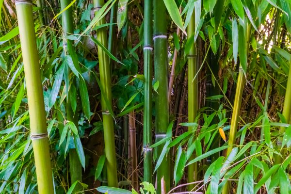 Cost of Bamboo Trimming in Saint Cloud