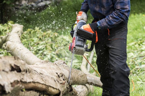 Cost of Branch Removal Service in Saint Cloud