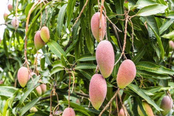 Cost of Mango Tree Trimming in Saint Cloud