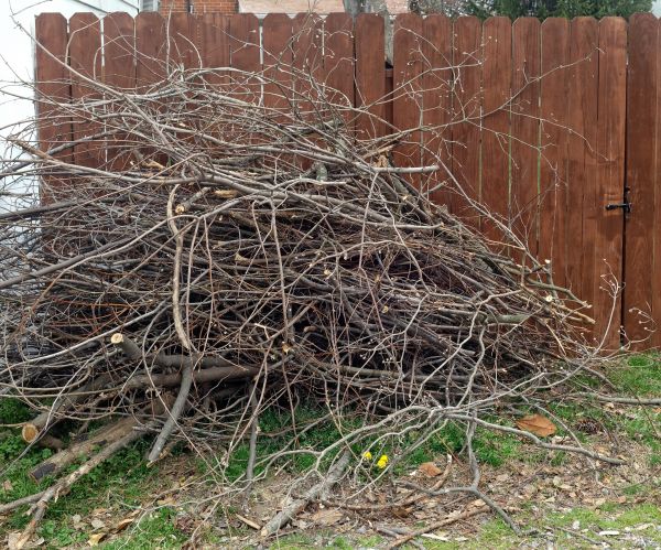 Cost of Dead Branch Removal in Saint Cloud