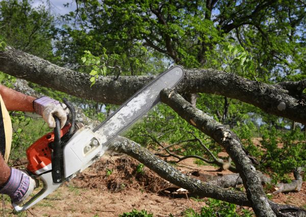 Cost of Tree Branch Cutting in Saint Cloud