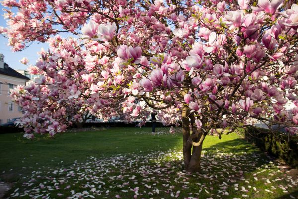 Cost of Ornamental Tree Pruning in Saint Cloud