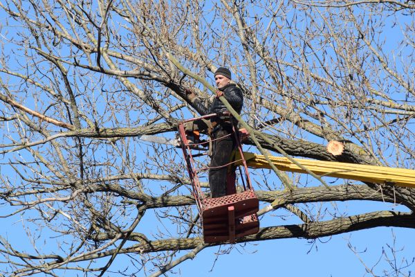 Cost of Emergency Tree Trimming in Saint Cloud