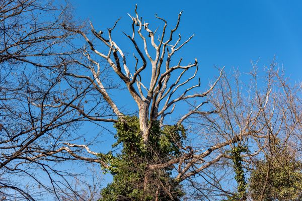 Cost of Deadwood Removal in Saint Cloud