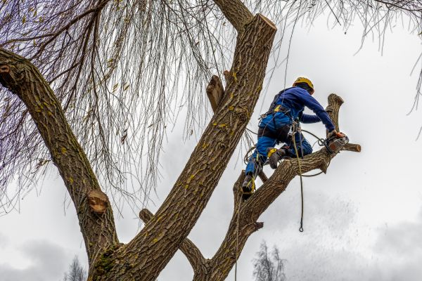 Cost of Tree Maintenance Service in Saint Cloud