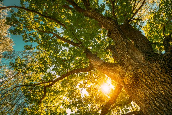 Cost of Oak Tree Pruning in Saint Cloud