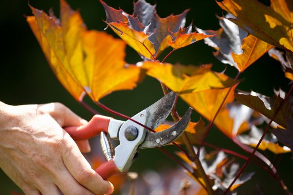 Cost of Maple Tree Pruning in Saint Cloud