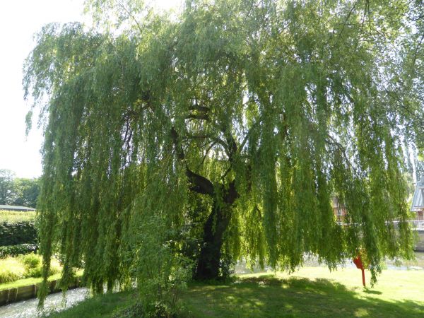 Cost of Willow Tree Trimming in Saint Cloud