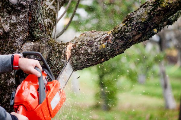 Cost of Tree Limbs Removal in Saint Cloud