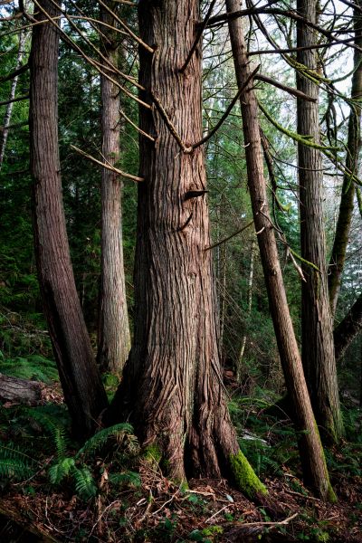 Cost of Cedar Tree Trimming in Saint Cloud
