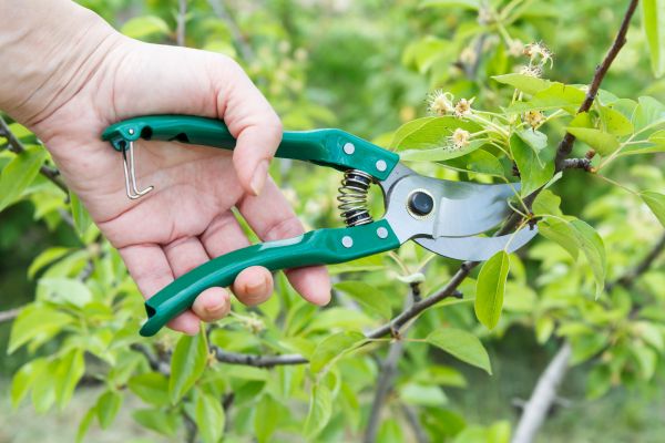 Cost of Pear Tree Pruning in Saint Cloud