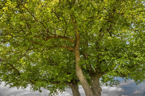 Cost of Walnut Tree Trimming in Saint Cloud