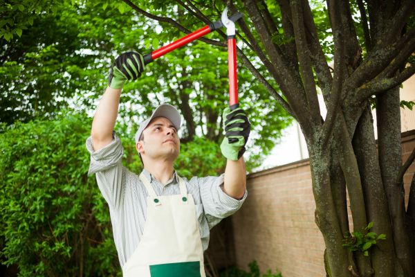 Cost of Tree Limb Pruning in Saint Cloud