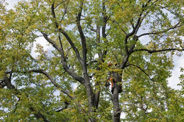 Cost of Tree Crown Shaping in Saint Cloud