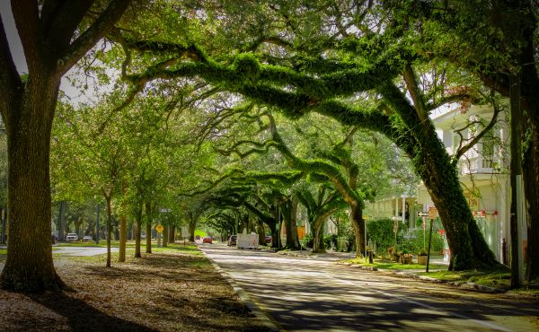Cost of Tree Canopy Thinning in Saint Cloud