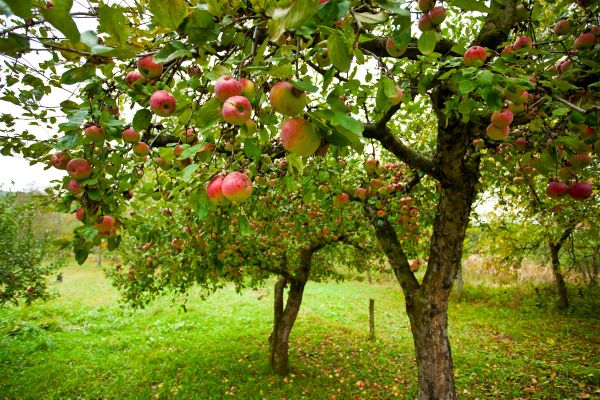 Cost of Apple Tree Pruning in Saint Cloud