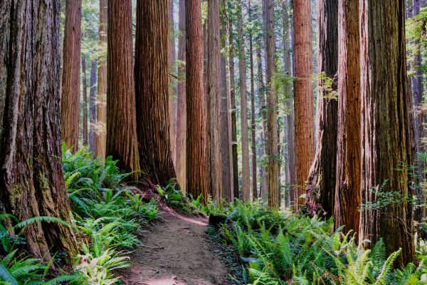 Cost of Redwood Tree Trimming in Saint Cloud