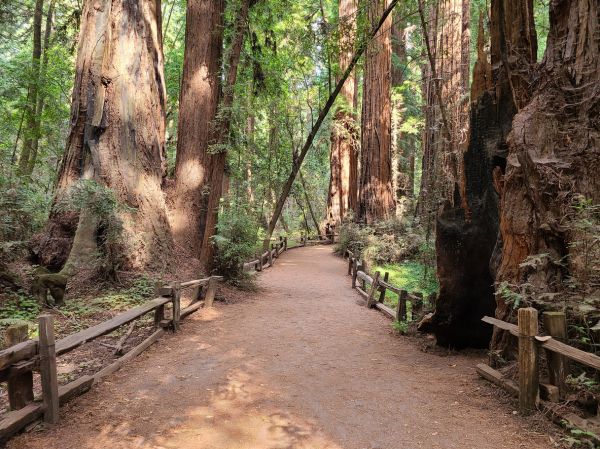 Cost of Redwood Tree Pruning in Saint Cloud