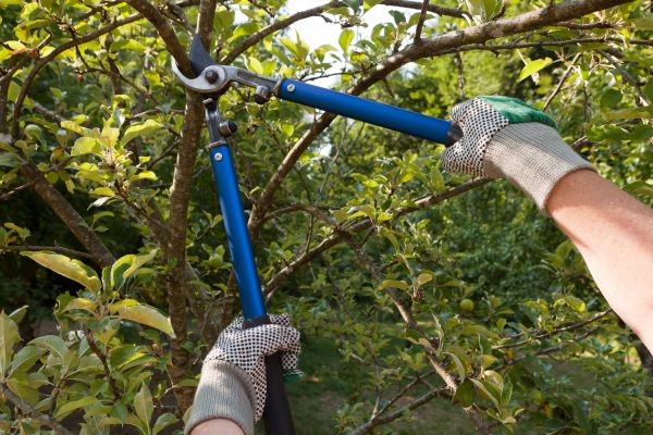 Cost of Residential Tree Pruning in Saint Cloud