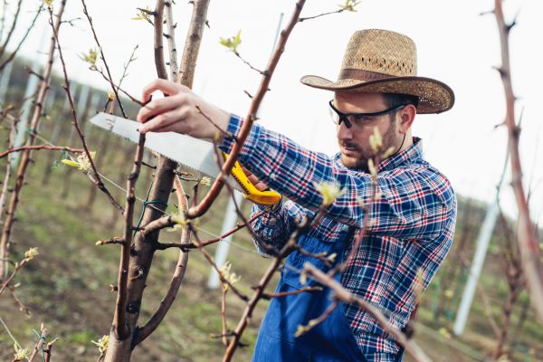 Cost of Orchard Tree Pruning in Saint Cloud