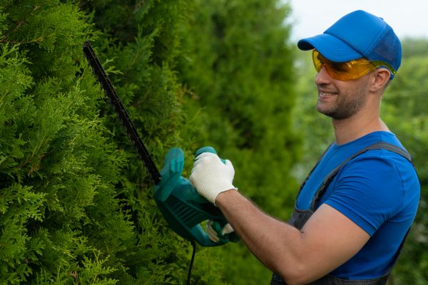 Cost of Tree Shaping Service in Saint Cloud