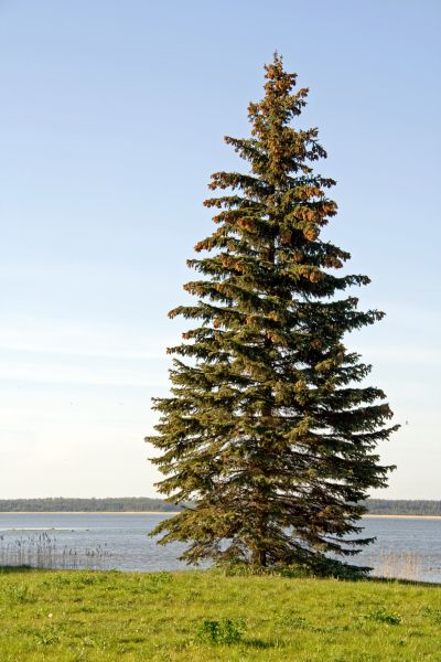 Cost of Spruce Tree Pruning in Saint Cloud