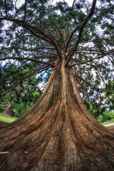 Cost of Cedar Tree Pruning in Saint Cloud