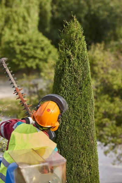 Cost of Cypress Tree Trimming in Saint Cloud