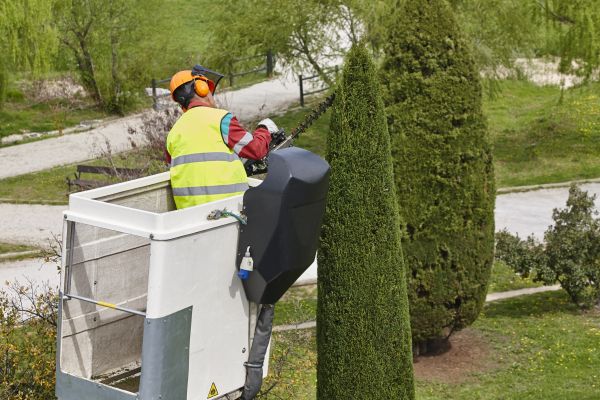 Cost of Cypress Tree Pruning in Saint Cloud