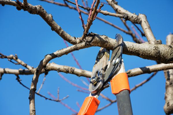 Cost of Elm Tree Pruning in Saint Cloud