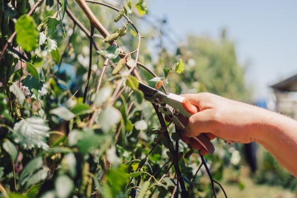 Cost of Birch Tree Pruning in Saint Cloud