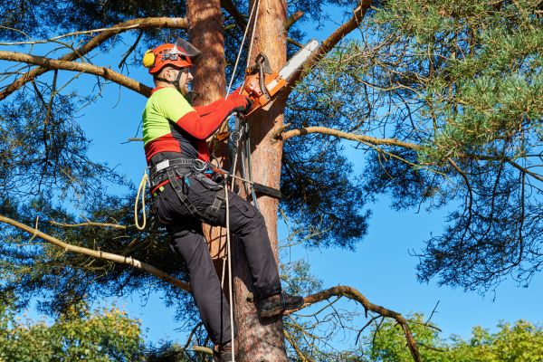 Cost of Canopy Pruning in Saint Cloud