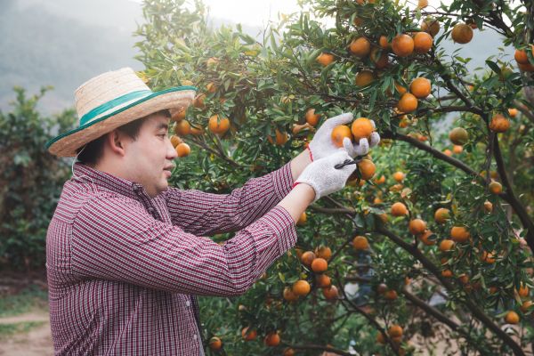 Cost of Orange Tree Pruning in Saint Cloud