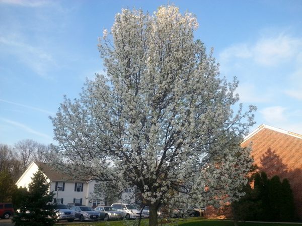 Cost of Bradford Pear Tree Pruning in Saint Cloud