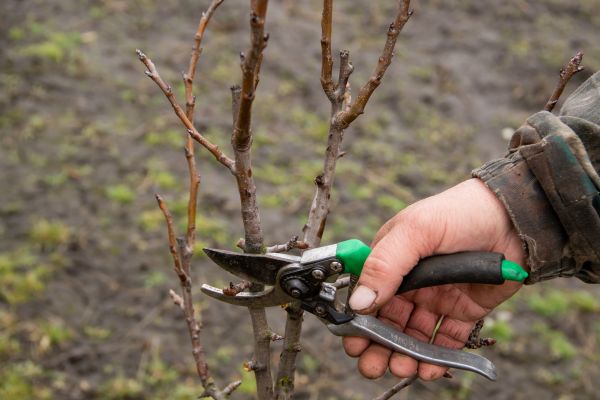 Cost of Pear Trees Pruning in Saint Cloud