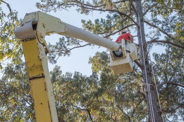 Cost of Limbs Trimming in Saint Cloud