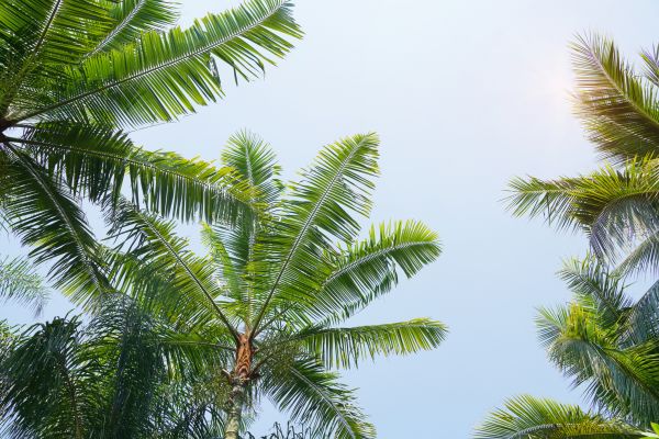 Cost of Queen Palm Tree Trimming in Saint Cloud