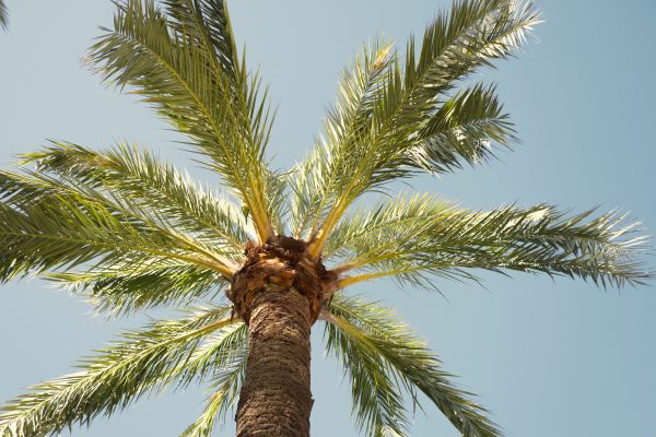 Cost of Queen Palm Pruning in Saint Cloud