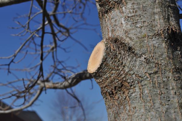 Cost of Limb Pruning in Saint Cloud