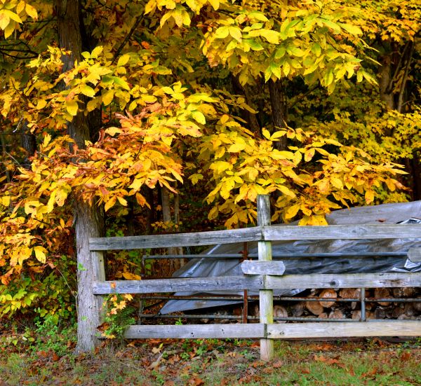 Cost of Hickory Tree Pruning in Saint Cloud