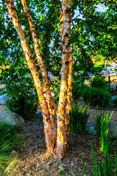 Cost of River Birch Trimming in Saint Cloud
