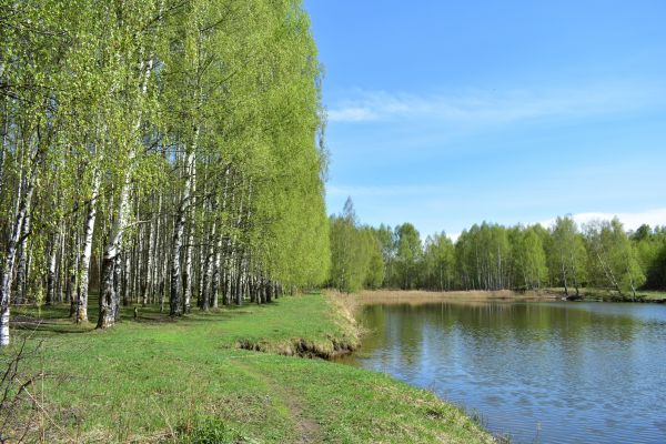 Cost of River Birch Pruning in Saint Cloud