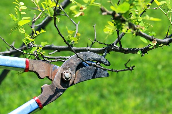 Cost of Branches Pruning in Saint Cloud