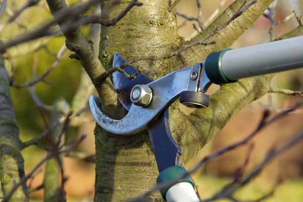 Cost of Tree Limb Trimming Service in Saint Cloud