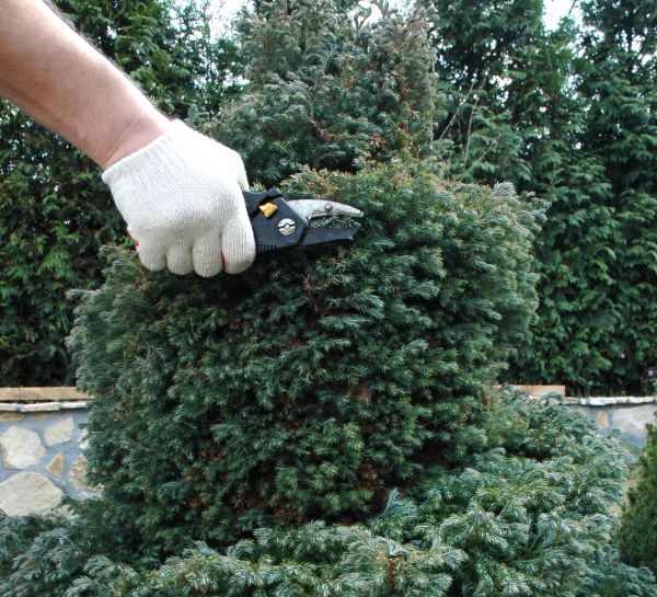 Cost of Ornamental Tree Trimming in Saint Cloud
