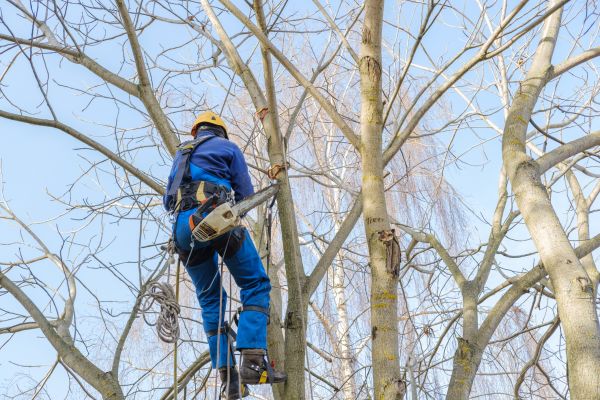 Cost of Large Tree Trimming in Saint Cloud