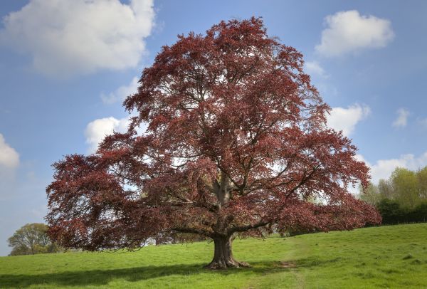 Cost of Beech Tree Pruning in Saint Cloud