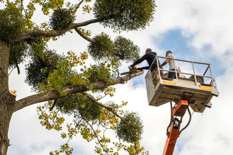 Cedar Tree Trimming