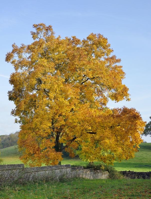 Hickory Tree Trimming