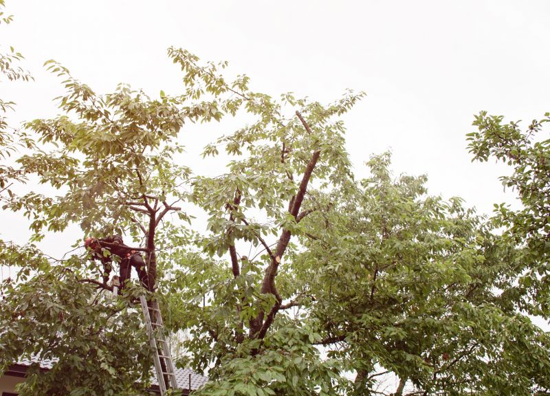 Tree Maintenance in Winter